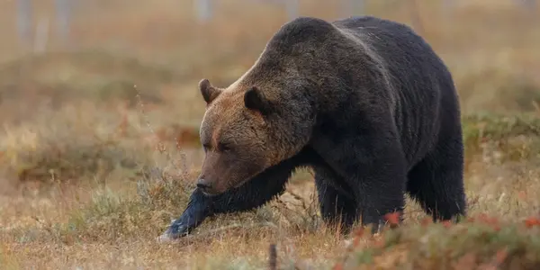 Медведь с дорожным знаком в зубах атаковал фуру на трассе